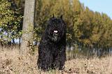 BOUVIER DES FLANDRES 284